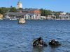 Kaksi sukeltajaa seisoo rintaa myöten vedessä. Taustalla Suomenlinnan rakennuksia.. Kuvaaja: Minna Koivikko, Museovirasto