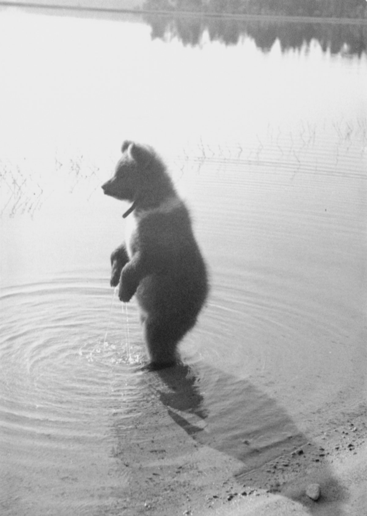 Mesikkä tar sitt morgondopp i sjön Novinka på sommaren 1944. Foto: Pauli Jänis / Museiverkets Bildsamlingar