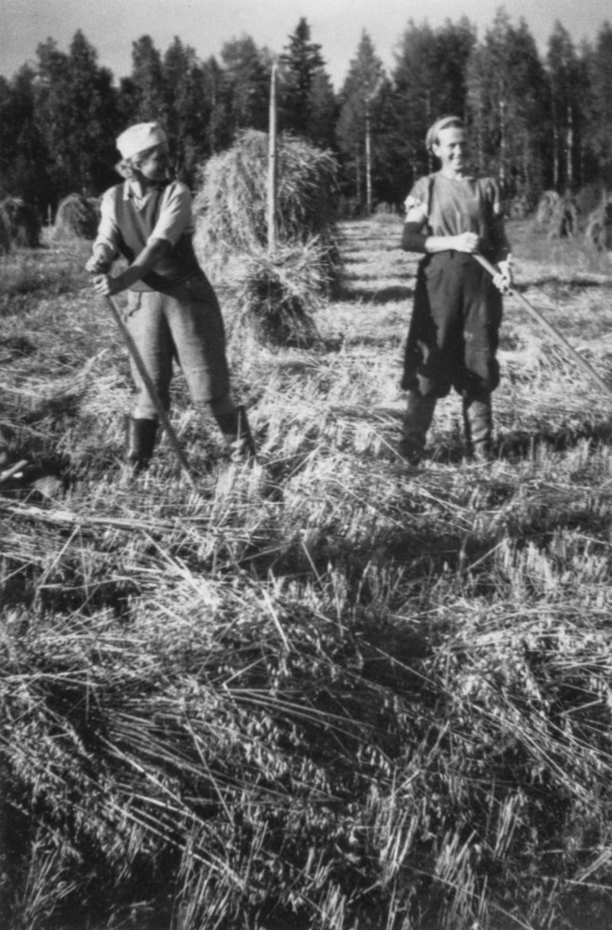 Arbetspliktiga på en havreåker på Aurala herrgård i Hollola 1944 (spegelbild av originalet). Bild: Kirsti Järvinen / Museiverkets Bildsamlingar